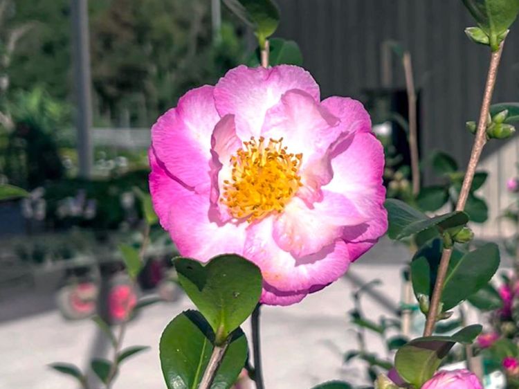 Picture of Camellia sasanqua Jennifer Susan