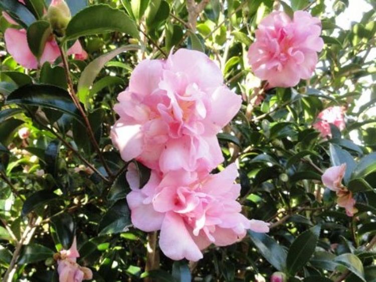 Picture of Camellia sasanqua Jennifer Susan