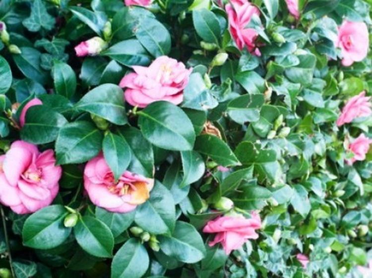 Picture of Camellia sasanqua Jennifer Susan