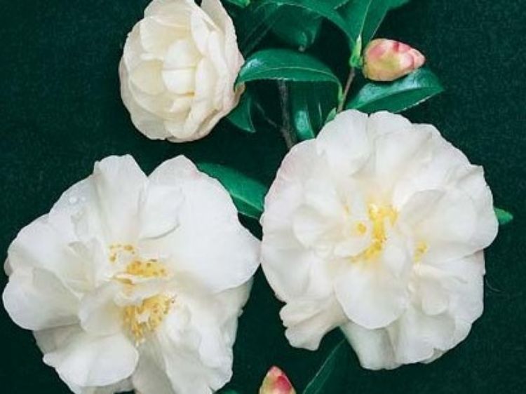 Picture of Camellia sasanqua Paradise Helen