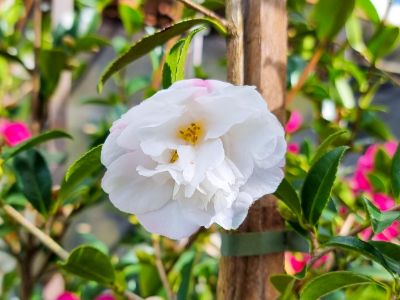 Picture of Camellia sasanqua Paradise Helen