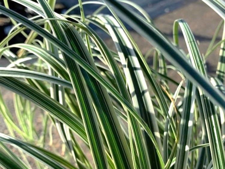Picture of Carex oshimensis Feather Falls PBR