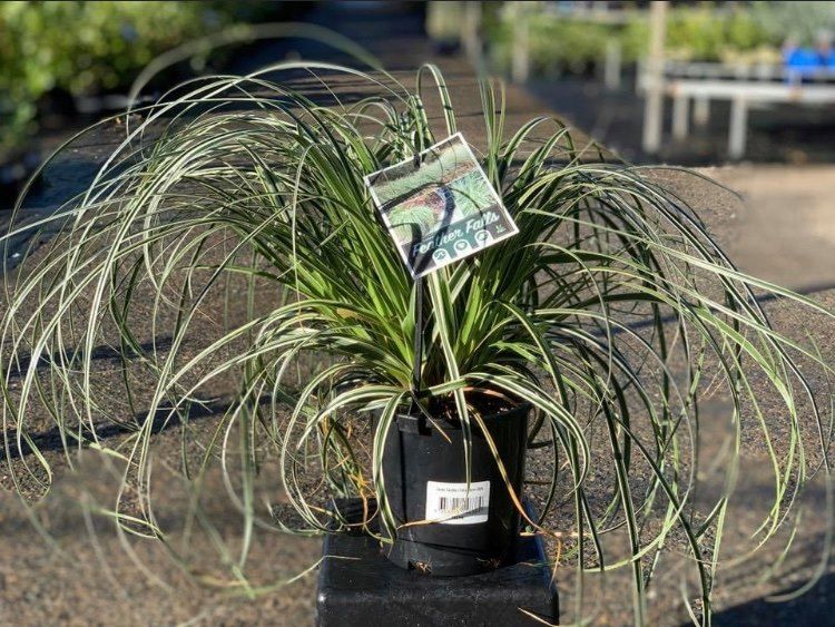 Picture of Carex oshimensis Feather Falls PBR