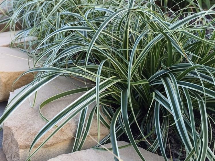 Picture of Carex oshimensis Feather Falls PBR