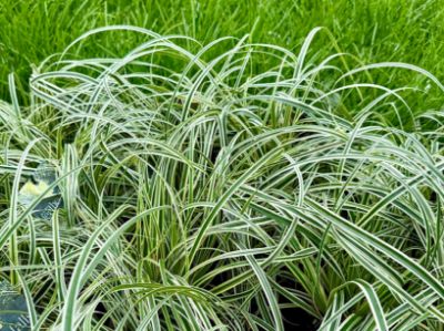 Picture of Carex oshimensis Feather Falls PBR