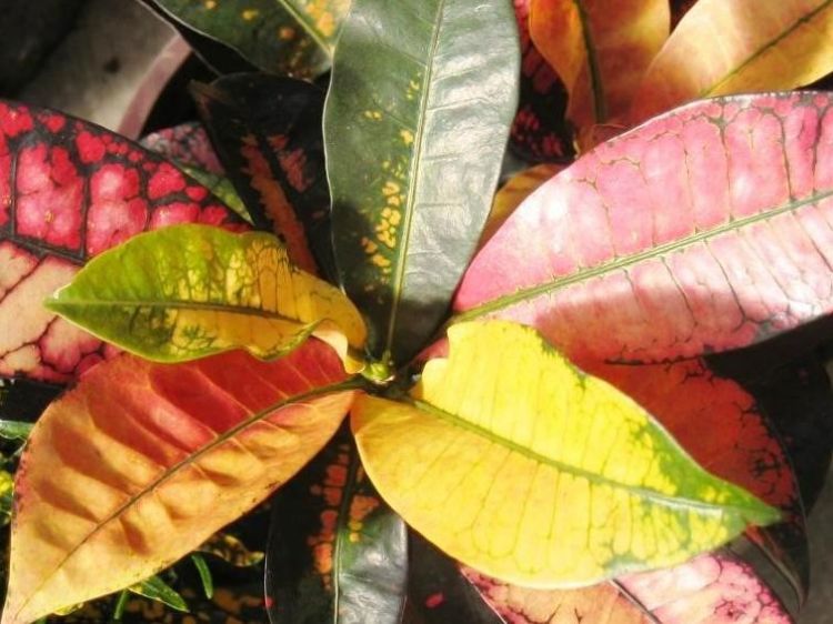 Picture of Codiaeum variegatum Petra