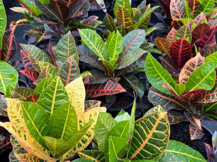 Picture of Codiaeum variegatum Petra