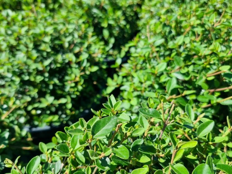 Picture of Correa reflexa pulchella Dusky Bells