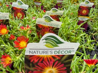 Picture of Delosperma cooperi Delmara Red