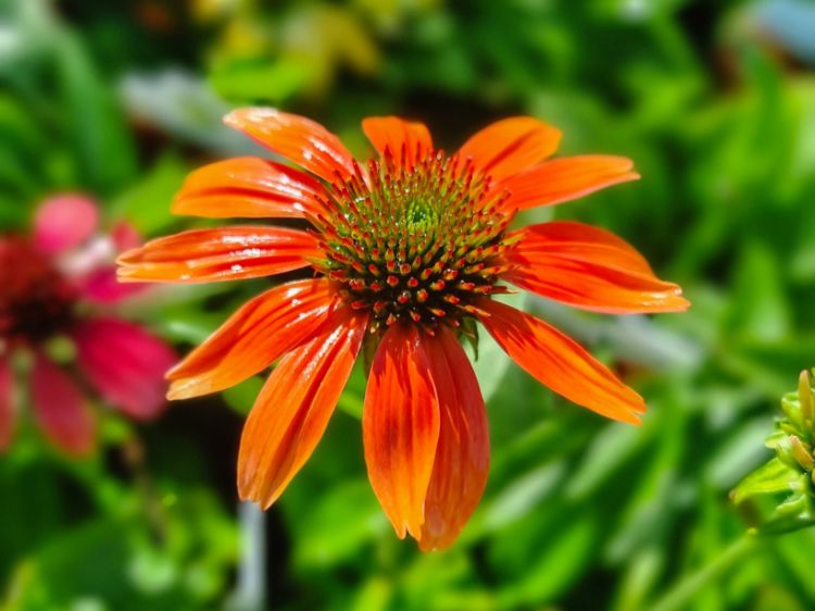 Picture of Echinacea hybrida Cheyenne Spirit