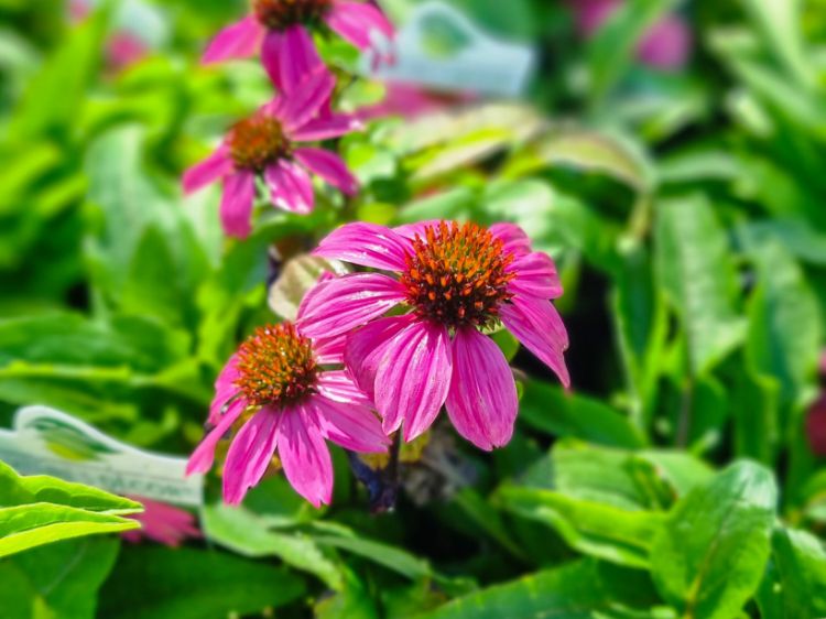 Picture of Echinacea purpurea Powwow Wild Berry