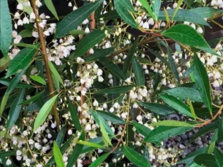 Picture of Elaeocarpus reticulatus Green Dream