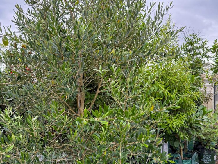 Picture of Elaeocarpus reticulatus Green Dream