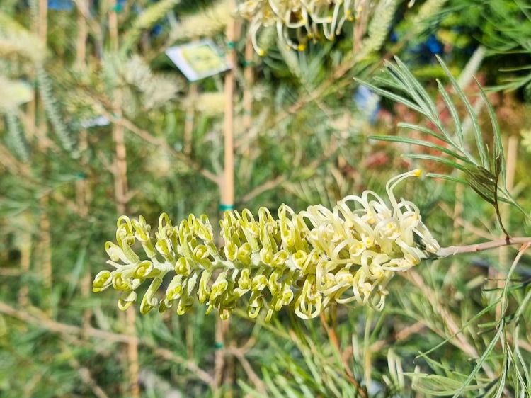Picture of Grevillea hybrida Moonlight