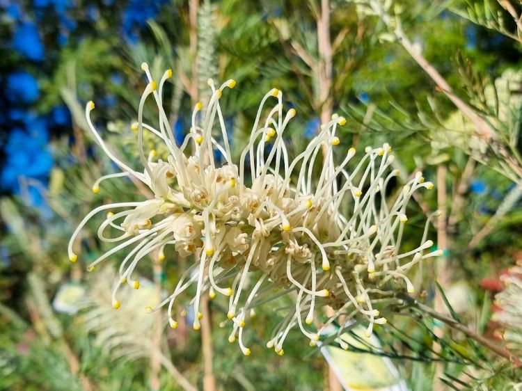 Picture of Grevillea hybrida Moonlight