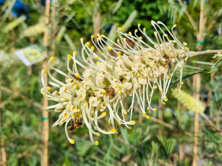 Picture of Grevillea hybrida Moonlight
