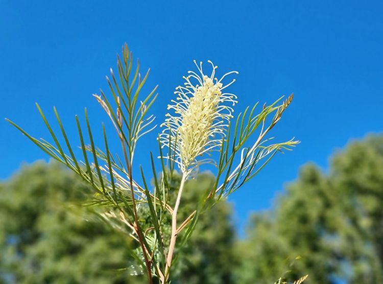 Picture of Grevillea hybrida Moonlight