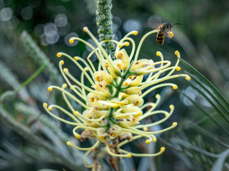 Picture of Grevillea hybrida Moonlight