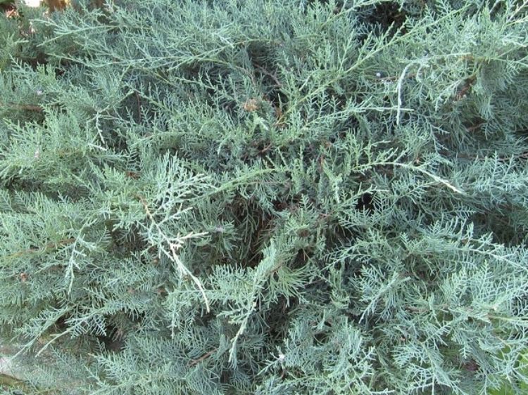 Picture of Juniperus virginiana Grey Owl