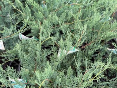 Picture of Juniperus virginiana Grey Owl