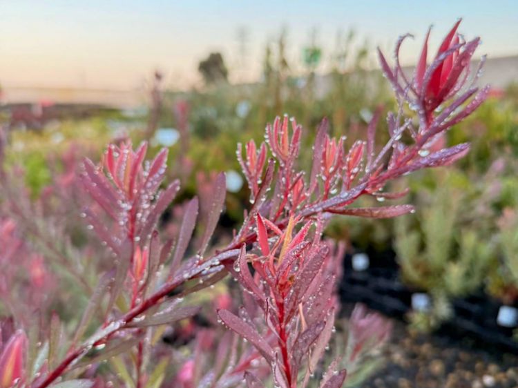 Picture of Leucadendron salignum Jack Harre