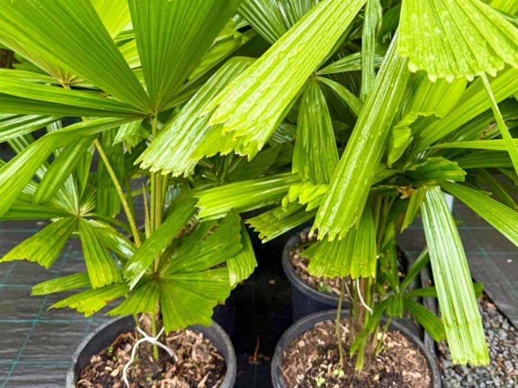 Picture of Licuala ramsayi