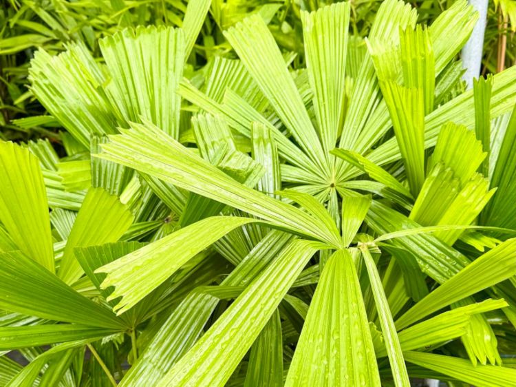 Picture of Licuala ramsayi