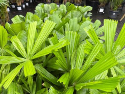 Picture of Licuala ramsayi