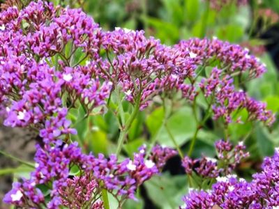 Picture of Limonium perezii Blue