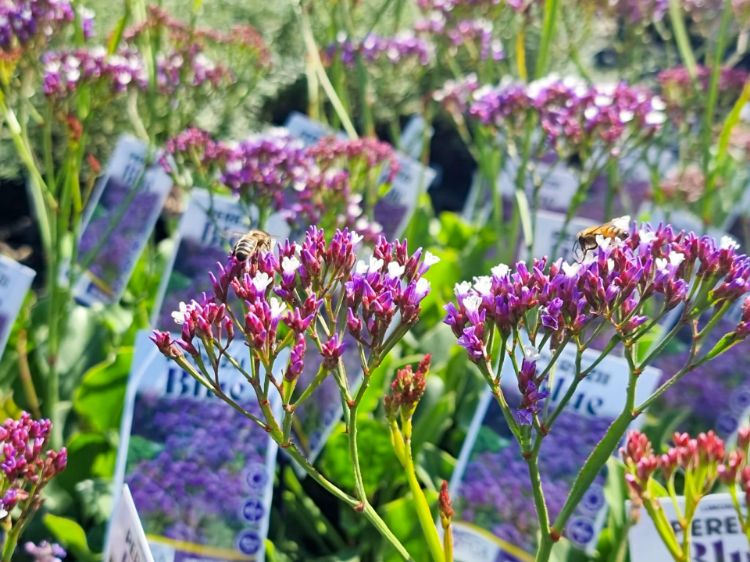 Picture of Limonium perezii Blue
