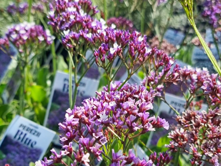 Picture of Limonium perezii Blue