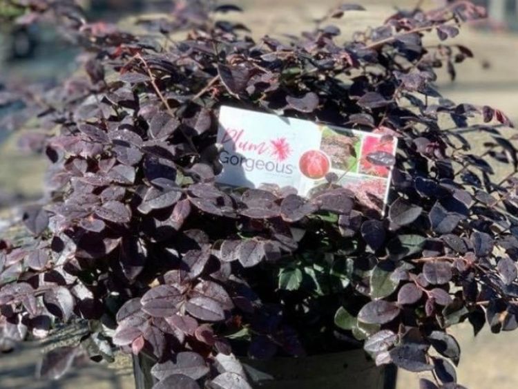 Picture of Loropetalum chinense Plum Gorgeous PBR