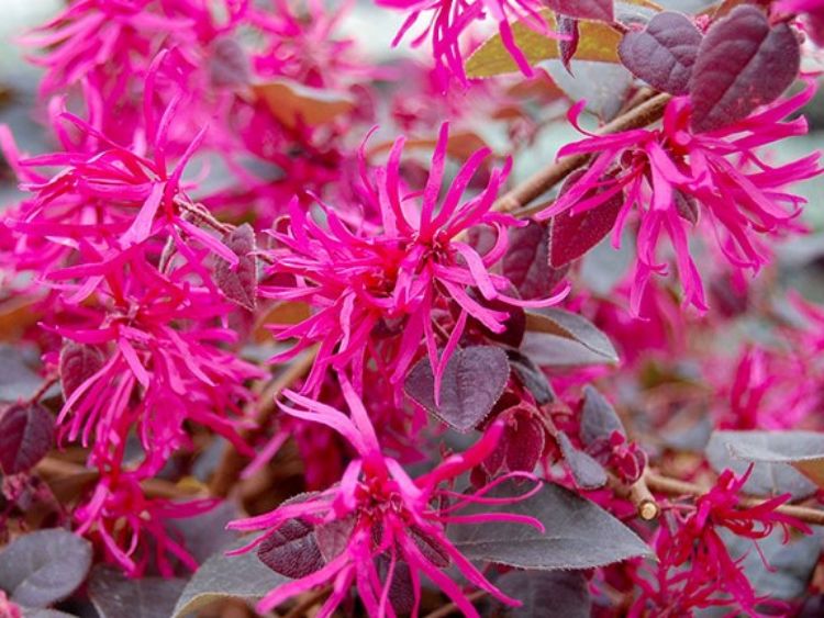 Picture of Loropetalum chinense Plum Gorgeous PBR