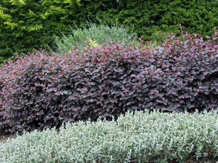 Picture of Loropetalum chinense Plum Gorgeous PBR