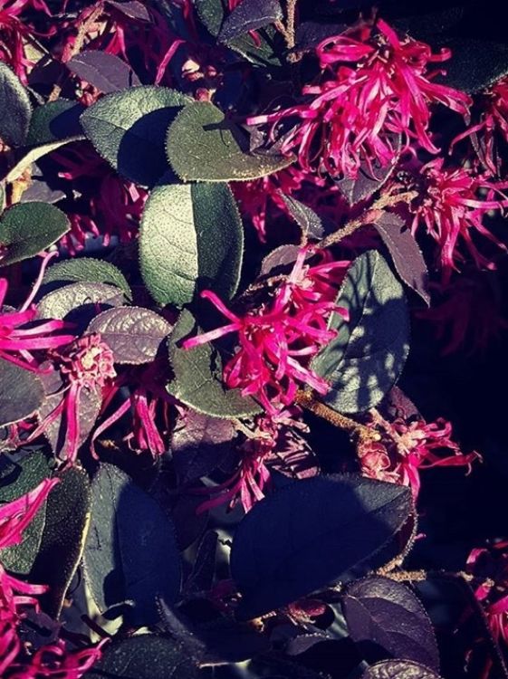 Picture of Loropetalum chinense Plum Gorgeous PBR