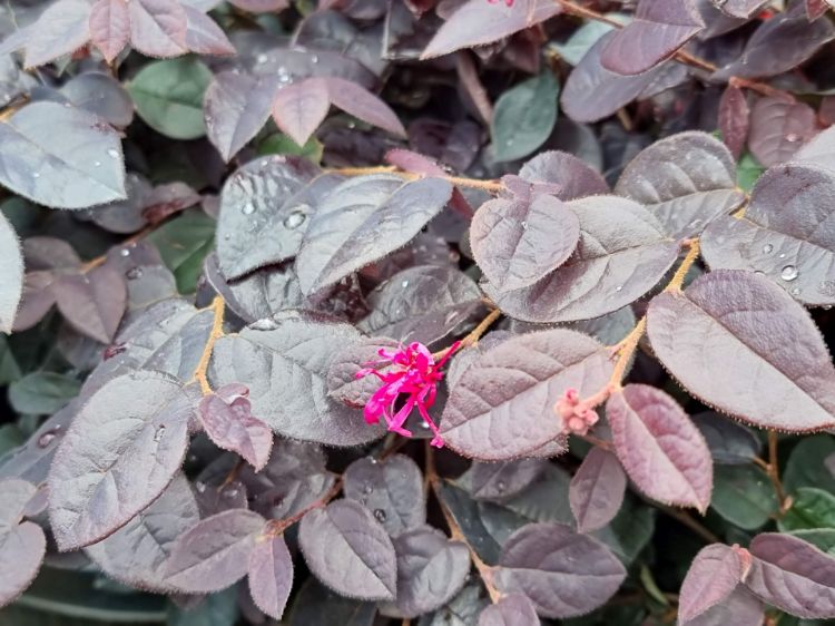 Picture of Loropetalum chinense Plum Gorgeous PBR