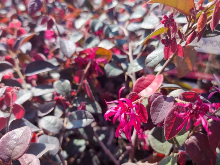 Picture of Loropetalum chinense Plum Gorgeous PBR