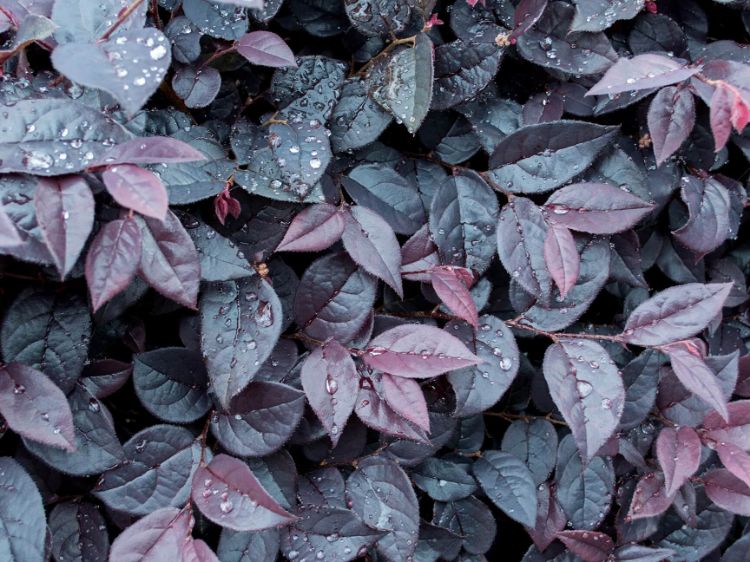 Picture of Loropetalum chinense Plum Gorgeous PBR