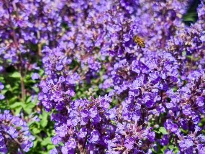 Picture of Nepeta faassenii Purrsian Blue