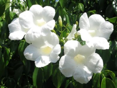 Picture of Pandorea jasminoides Alba