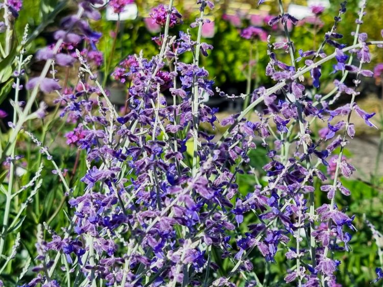 Picture of Perovskia atriplicifolia Little Spires
