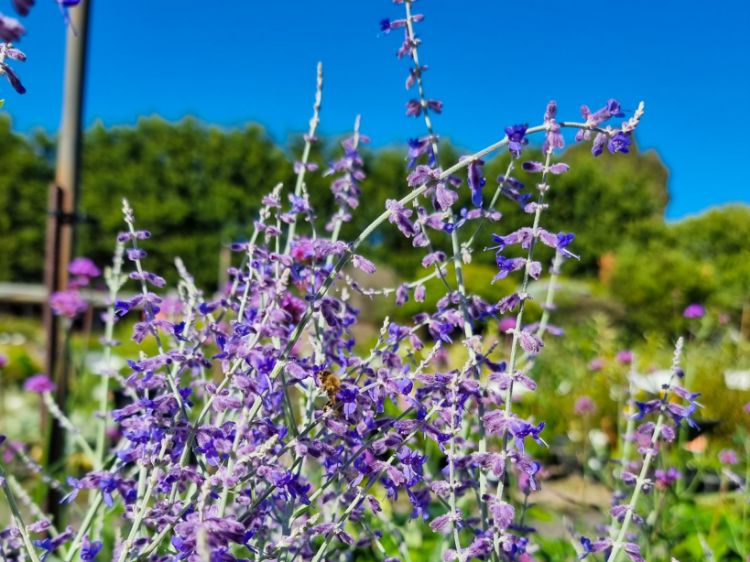 Picture of Perovskia atriplicifolia Little Spires