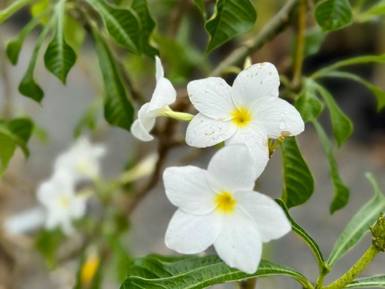 Picture of Plumeria pudica