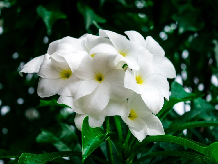 Picture of Plumeria pudica