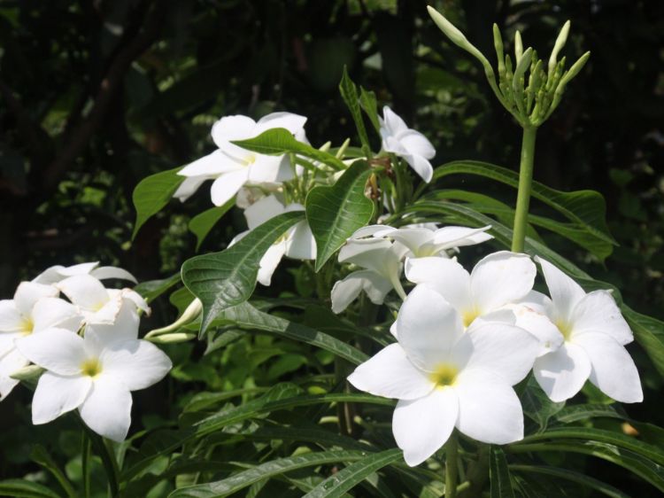 Picture of Plumeria pudica