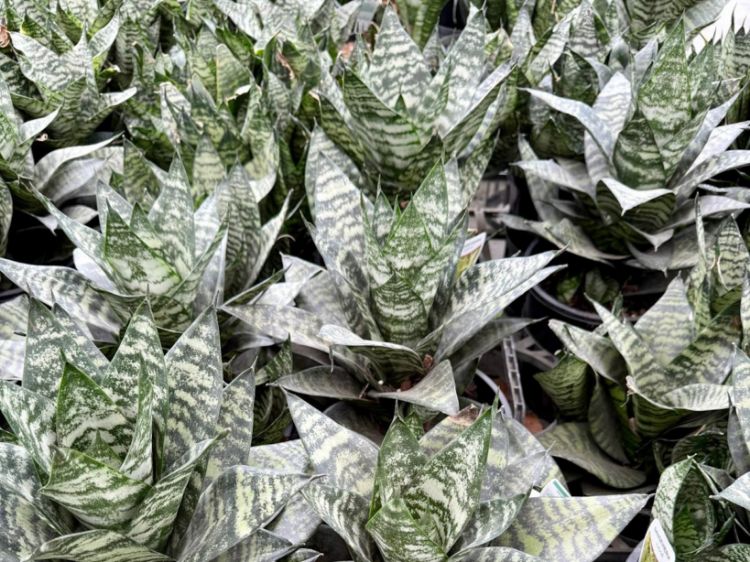 Picture of Sansevieria trifasciata Hahnii