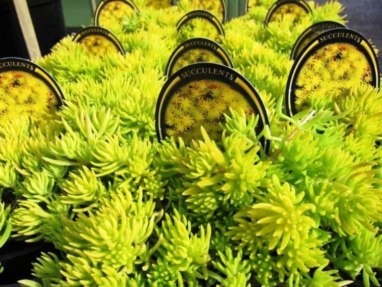 Picture of Sedum hybrida Gold Mound