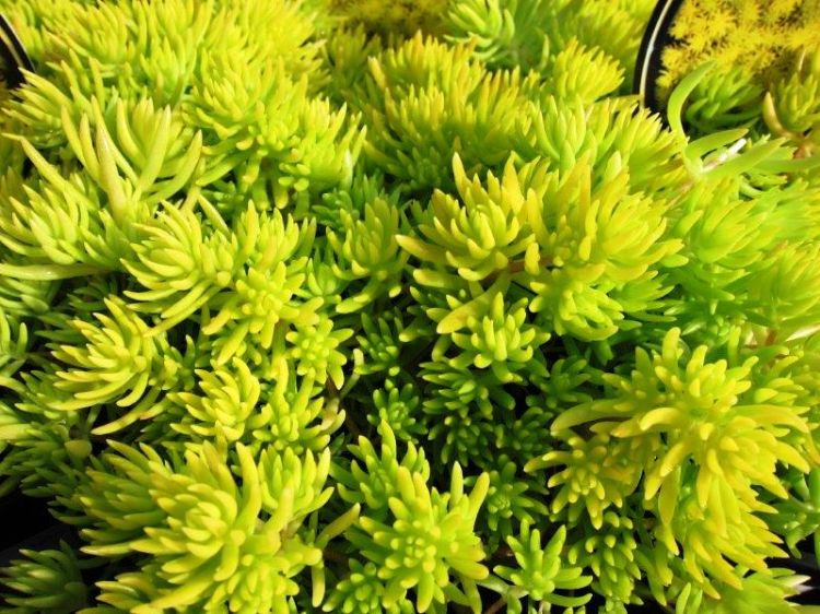 Picture of Sedum hybrida Gold Mound