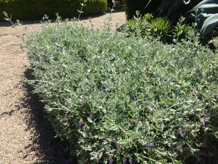 Picture of Teucrium fruticans