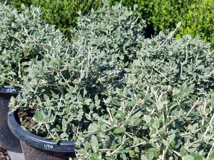 Picture of Teucrium fruticans